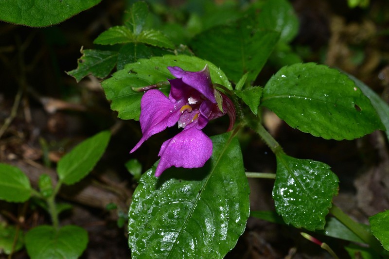 Impatiens yingjiangensis photo 8
