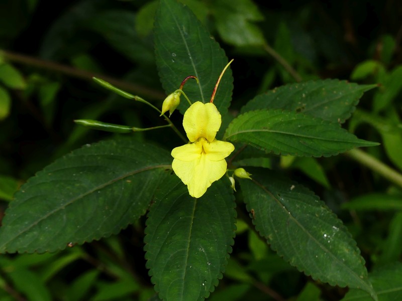 Impatiens zironiana photo 2