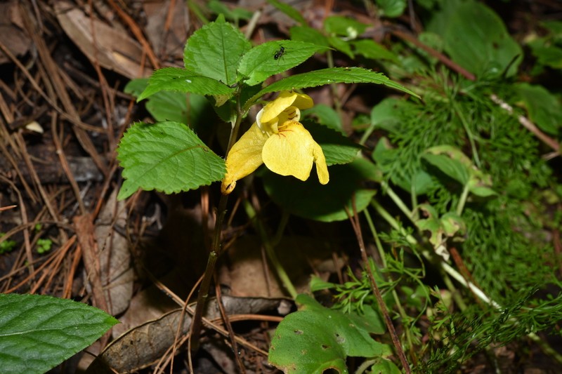 Impatiens zixishanensis