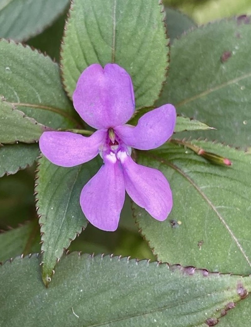 Impatiens zombensis photo 3