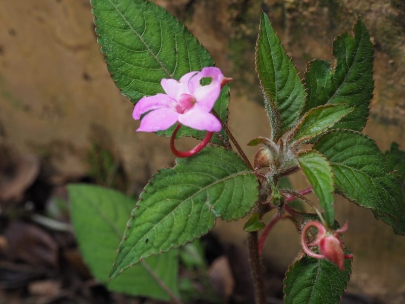 Impatiens zombensis photo 4