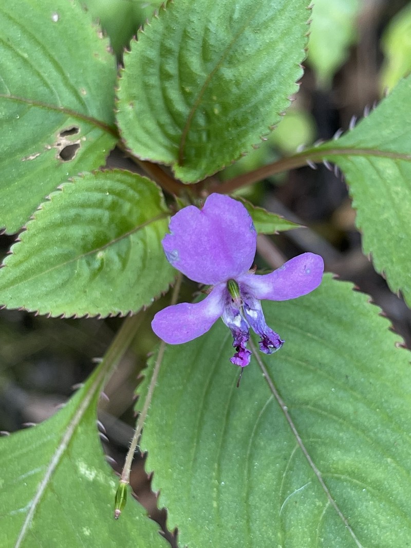 Impatiens zombensis photo 6