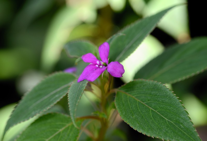 Impatiens zombensis