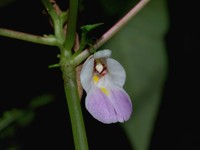 Impatiens zygosepala
