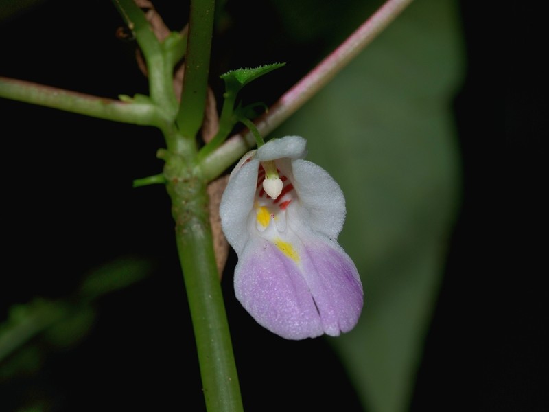 Impatiens zygosepala