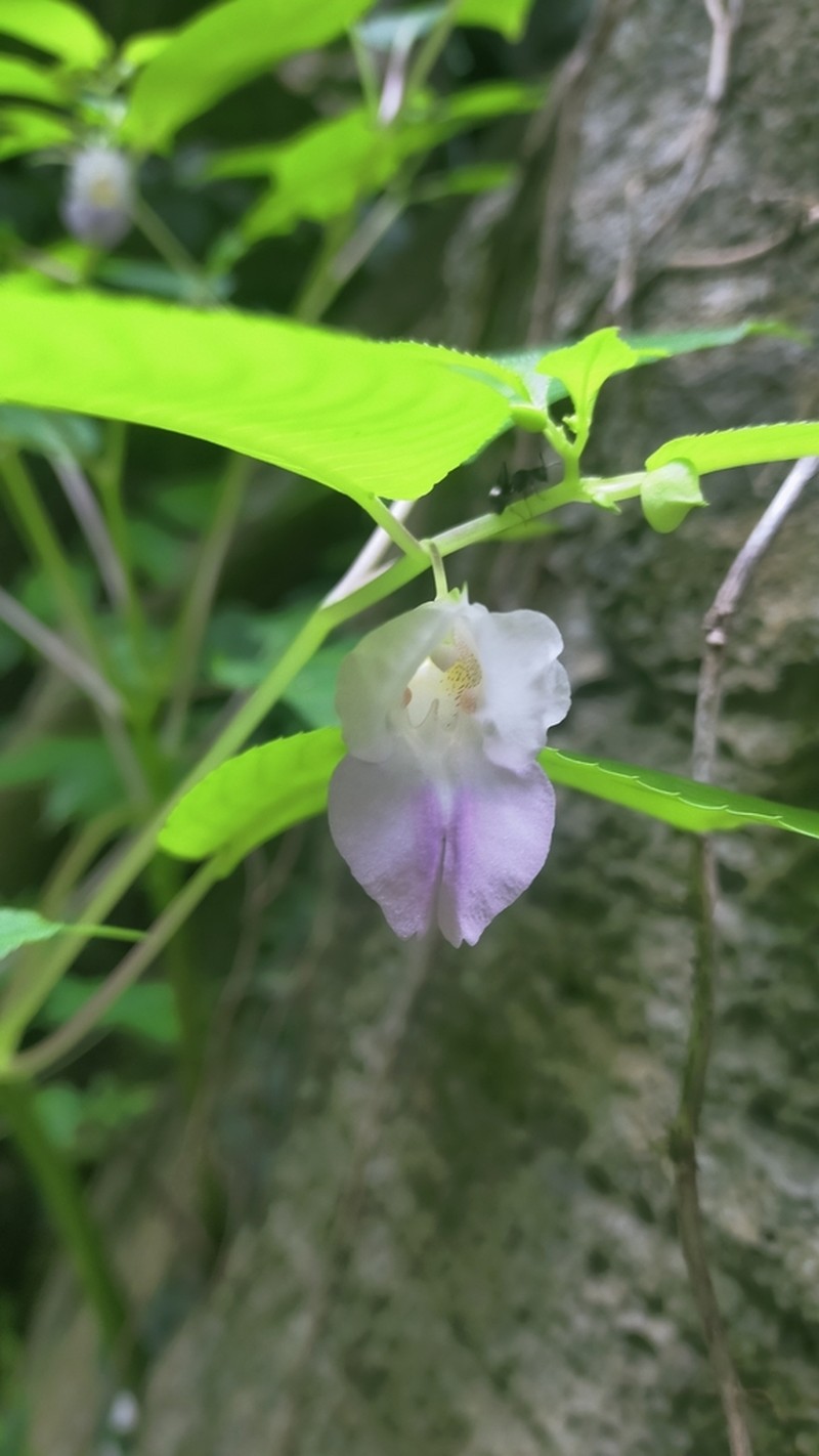 Impatiens zygosepala photo 2