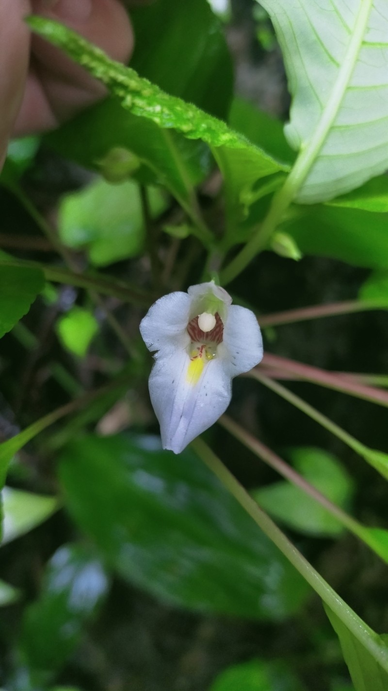 Impatiens zygosepala photo 3