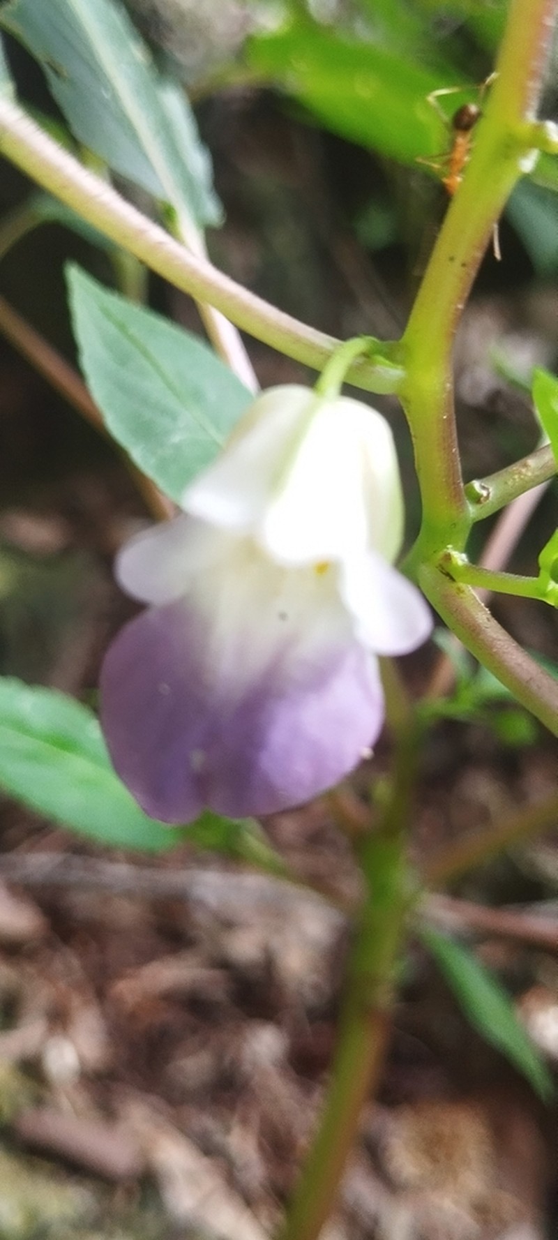 Impatiens zygosepala photo 4