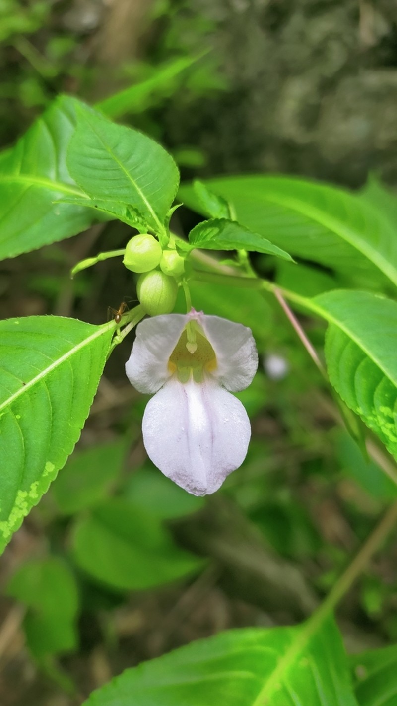 Impatiens zygosepala photo 5