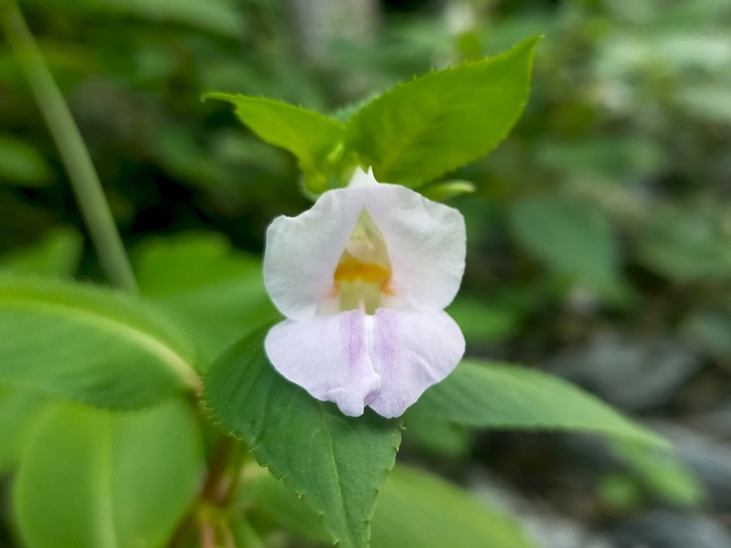 Impatiens zygosepala photo 6