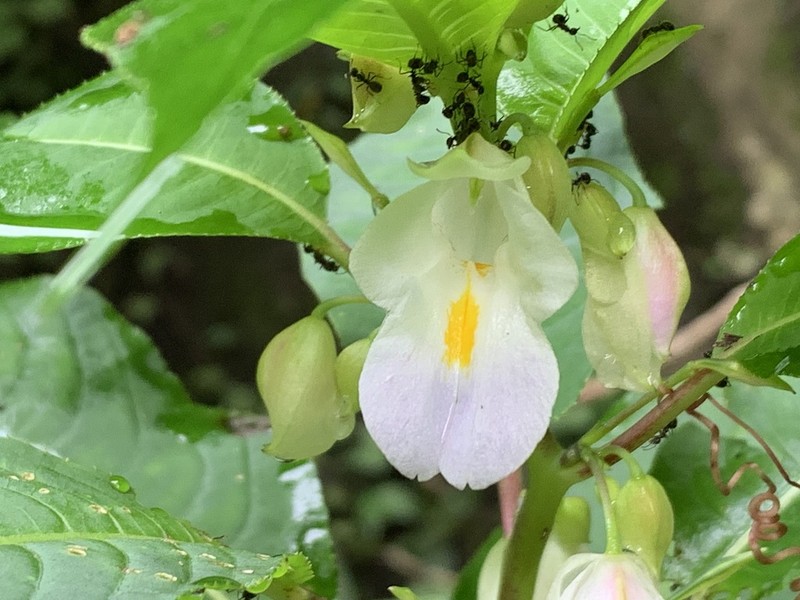 Impatiens zygosepala photo 7