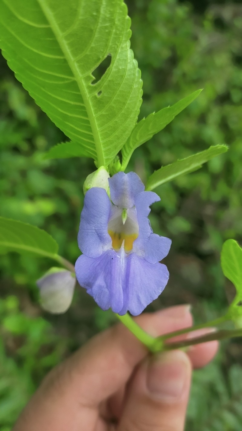 Impatiens zygosepala photo 8