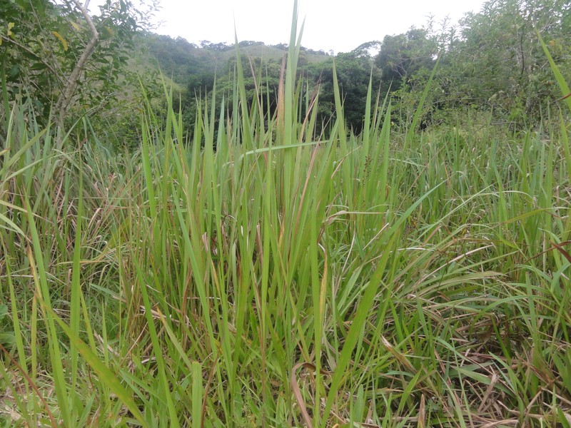 Brazilian Satintail photo 3