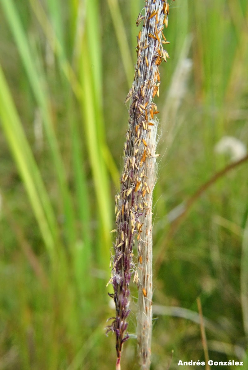 Brazilian Satintail photo 4