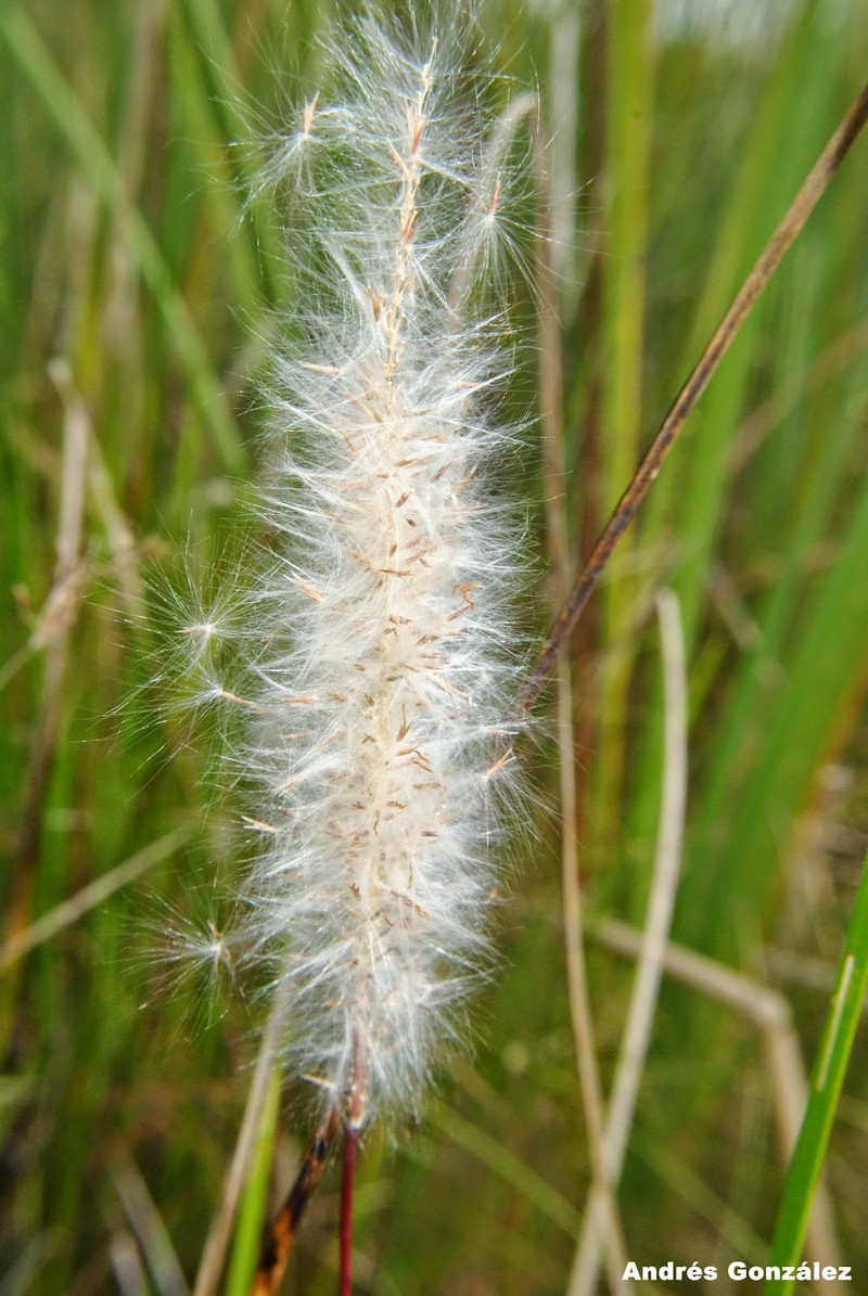 Brazilian Satintail photo 5