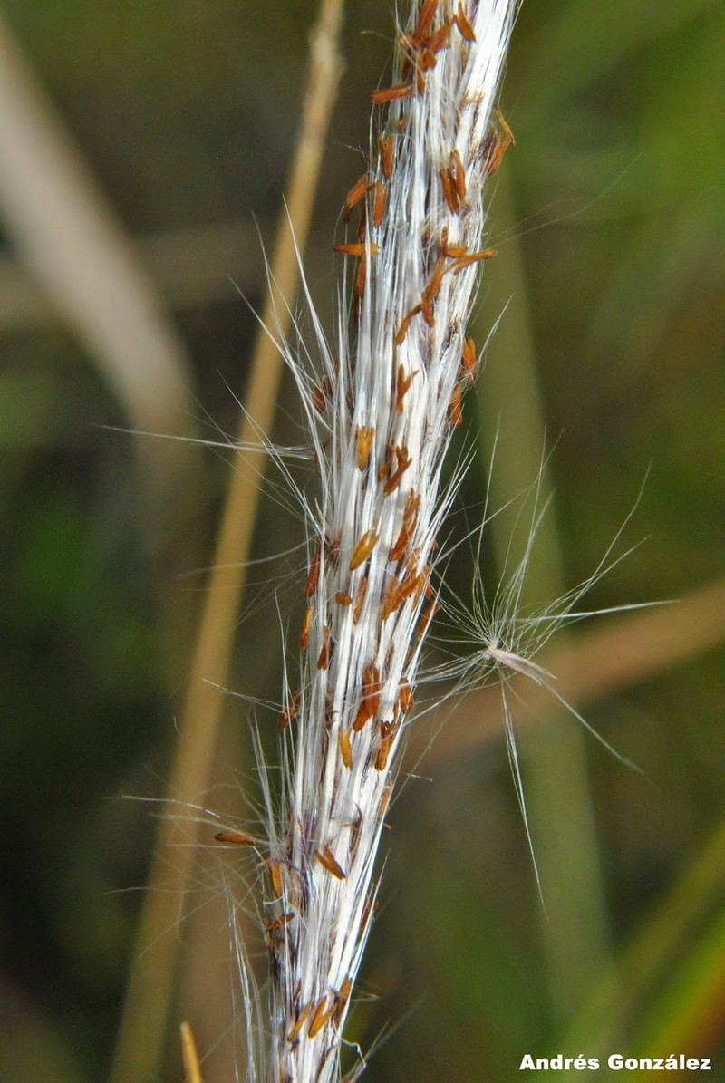 Brazilian Satintail photo 2