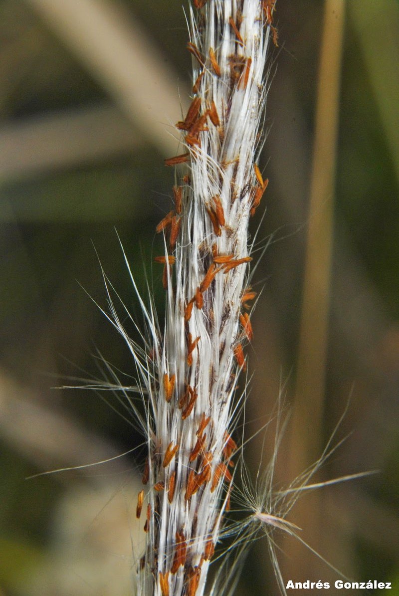 Brazilian Satintail photo 7
