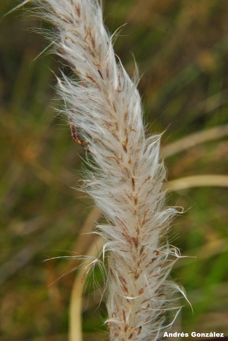 Brazilian Satintail photo 8