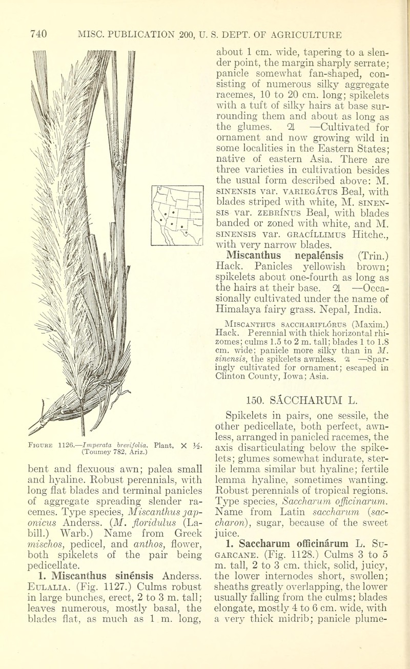California Satintail photo 2