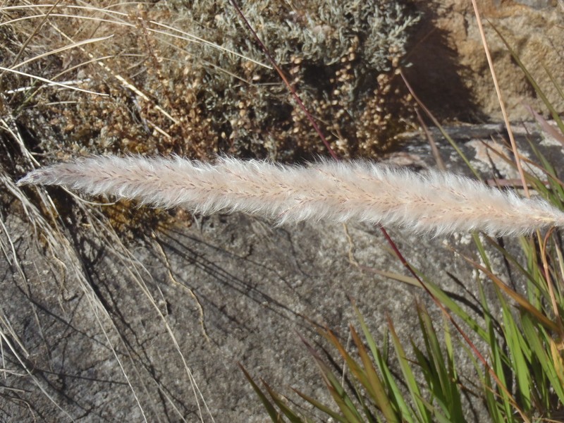 California Satintail