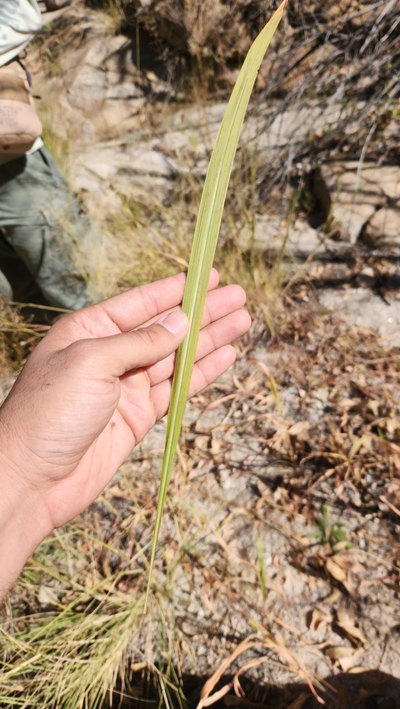 California Satintail photo 2
