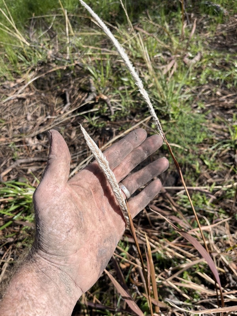 California Satintail photo 3
