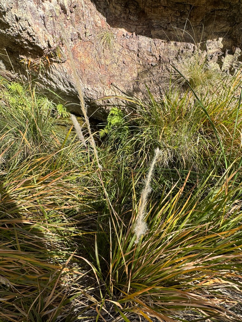 California Satintail photo 4