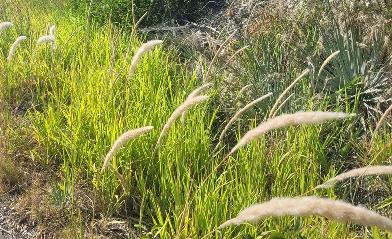 California Satintail photo 5