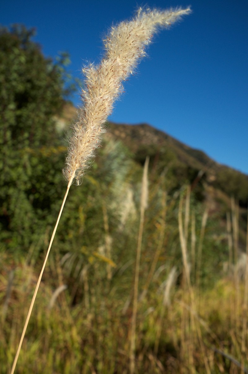 California Satintail photo 6