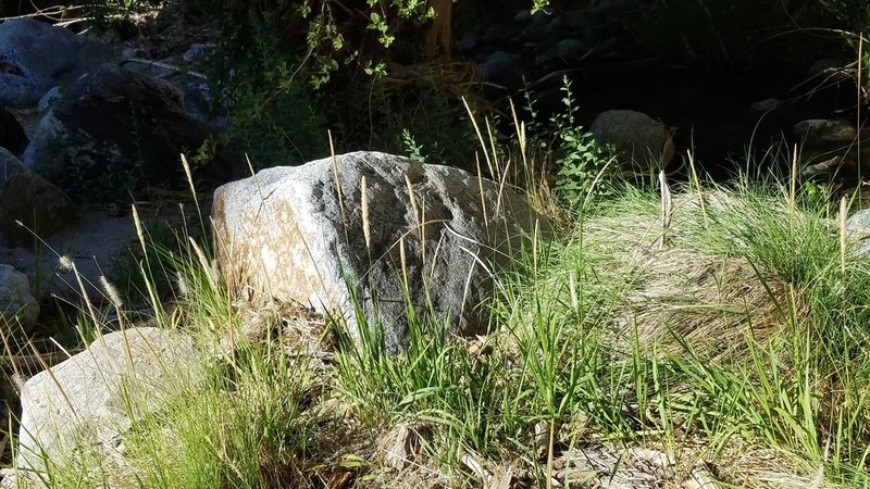 California Satintail photo 7