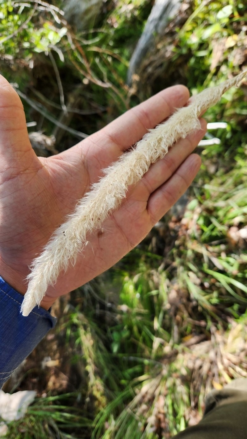 California Satintail photo 8