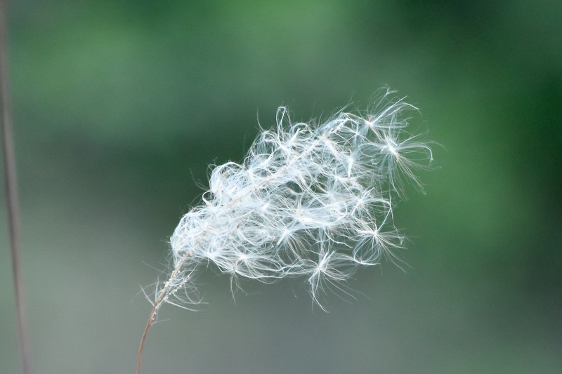 Cogongrass photo 2