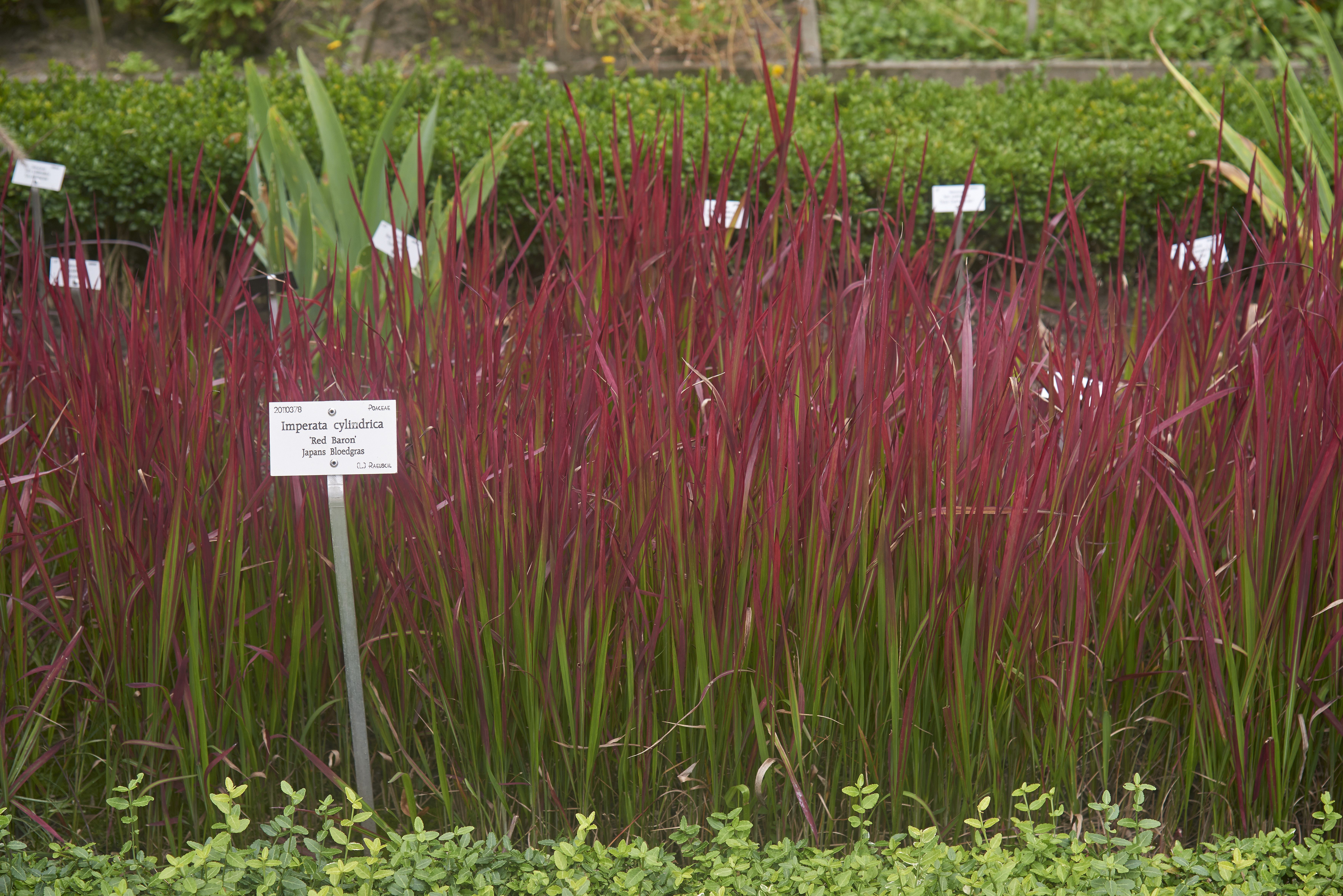 Cogongrass photo 3