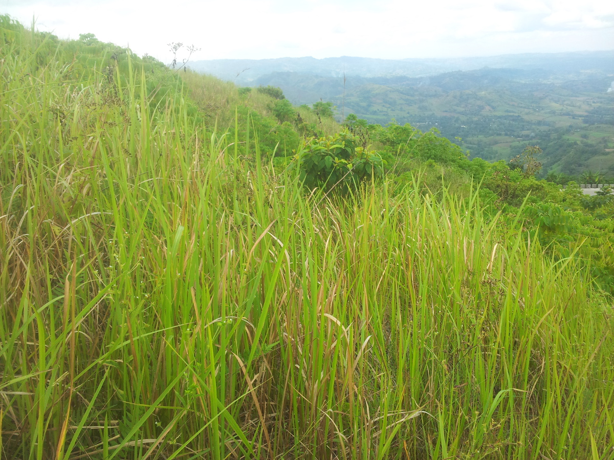 Cogongrass photo 4