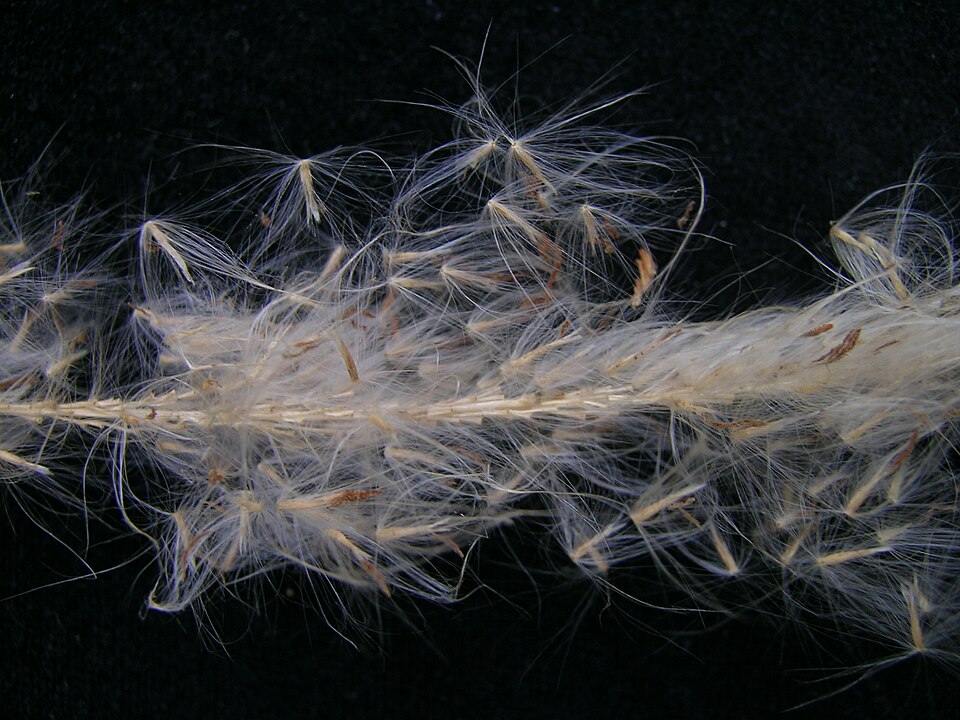 Cogongrass photo 5