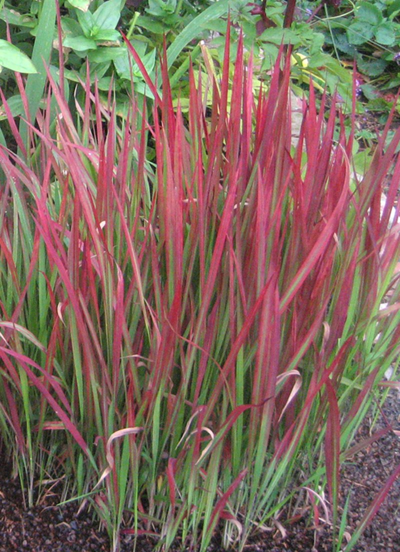 Cogongrass photo 7