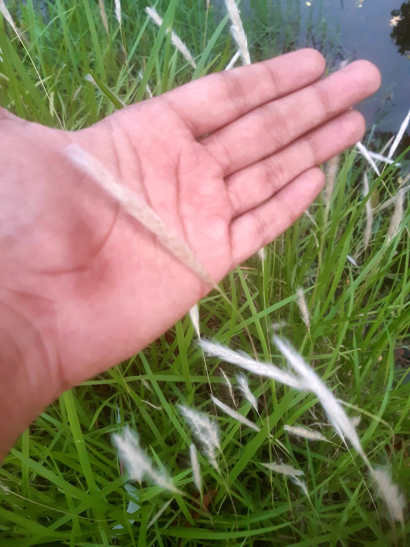Cogongrass photo 8
