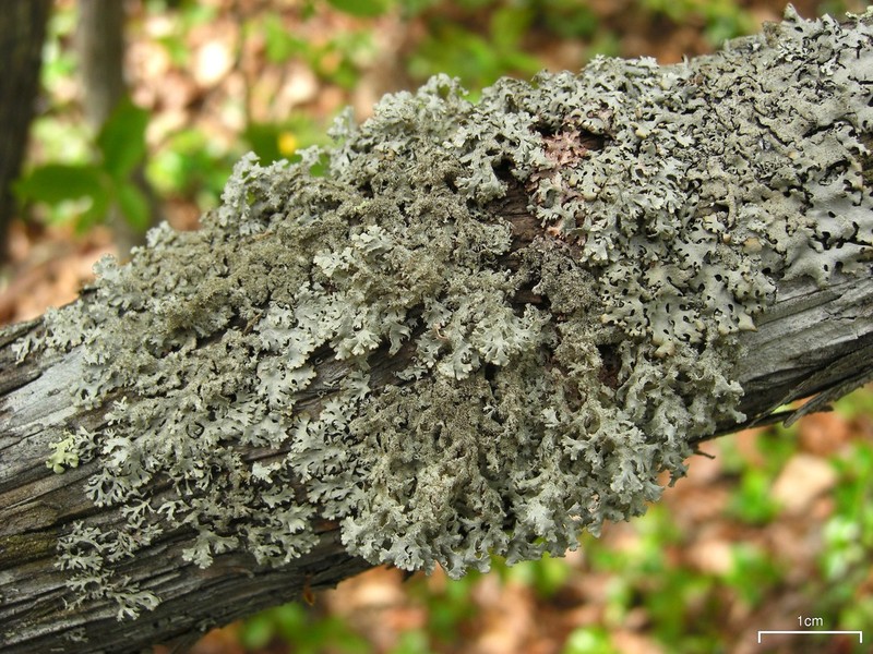 Imshaugia Lichen