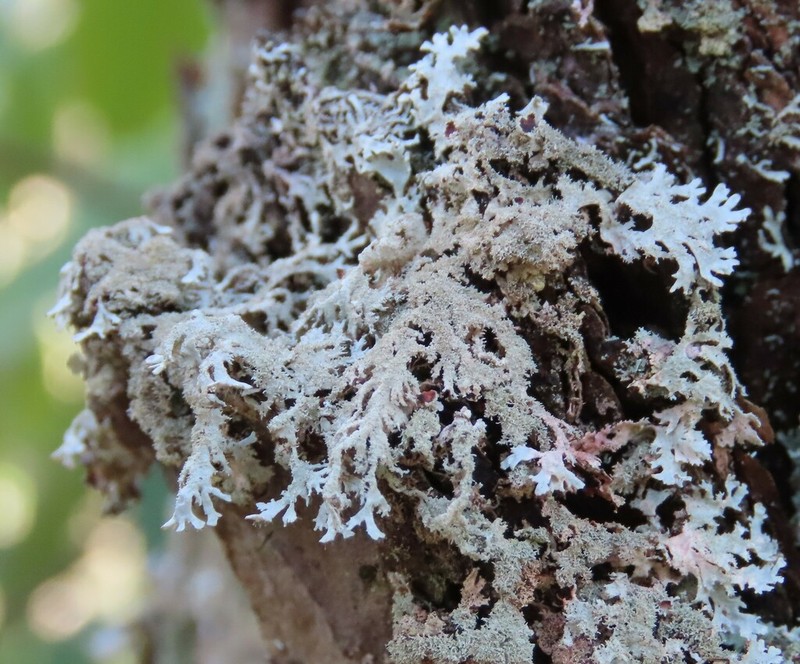 Imshaugia Lichen