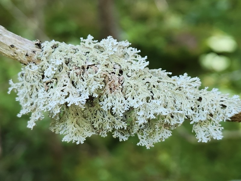 Imshaugia Lichen photo 2