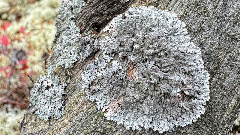 Imshaugia Lichen photo 3