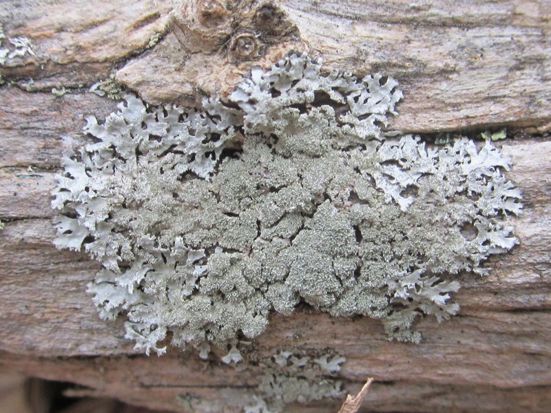 Imshaugia Lichen photo 4