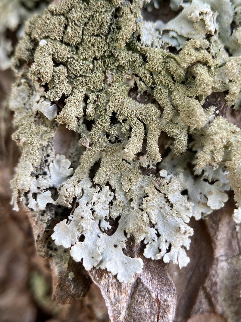 Imshaugia Lichen photo 5