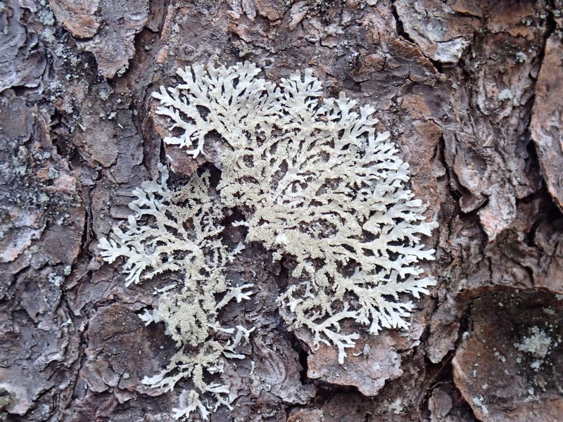 Imshaugia Lichen photo 6