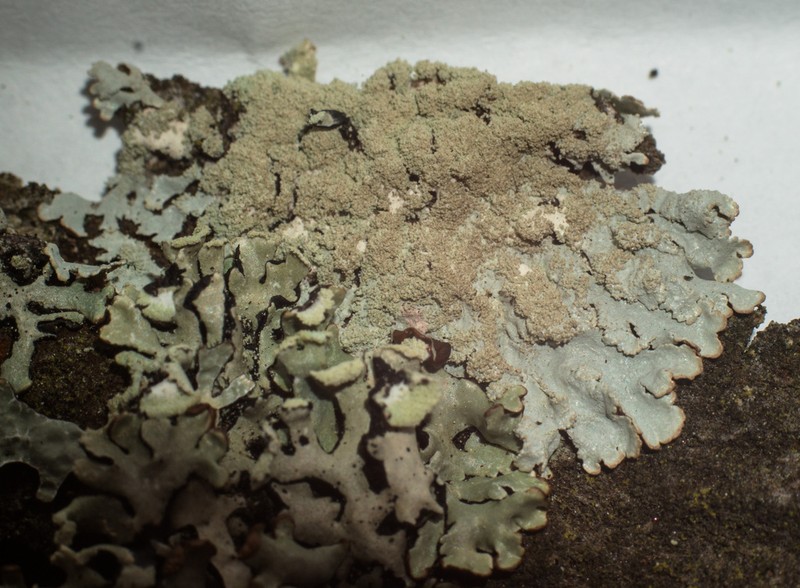 Imshaugia Lichen photo 7