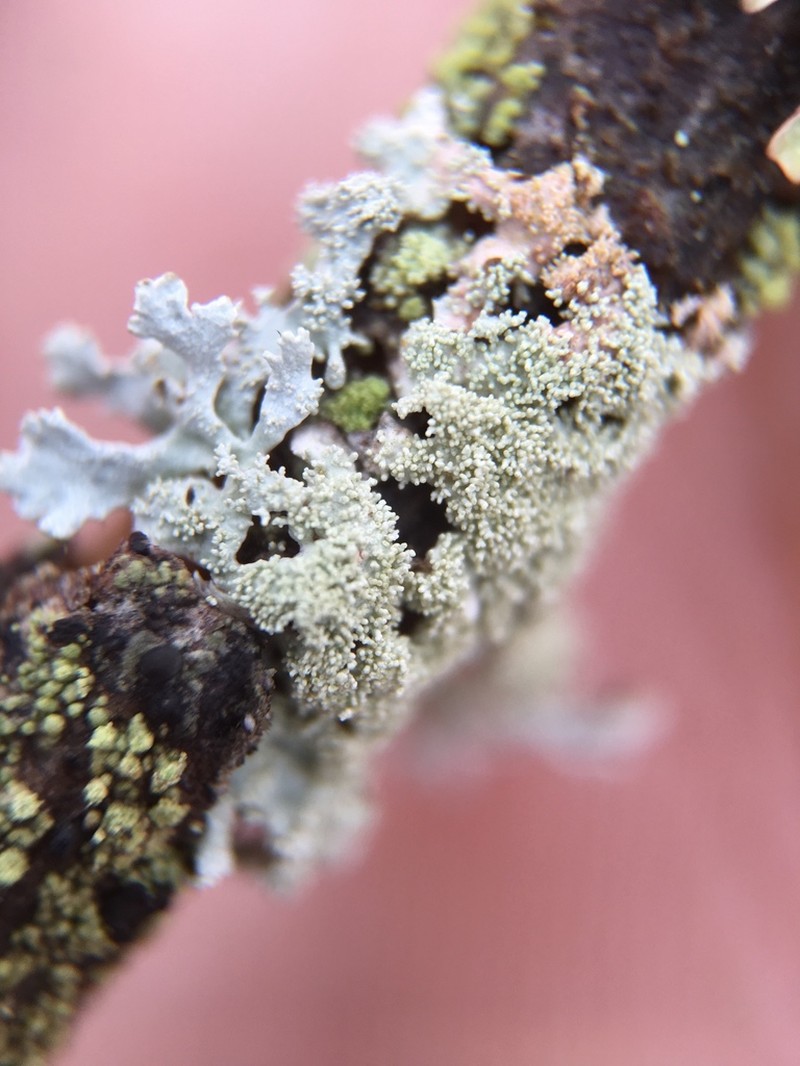 Imshaugia Lichen photo 8