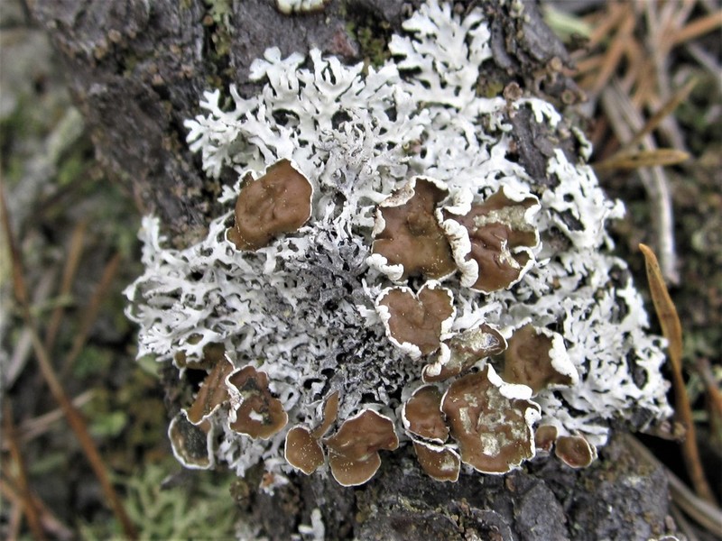 Imshaugia Lichen
