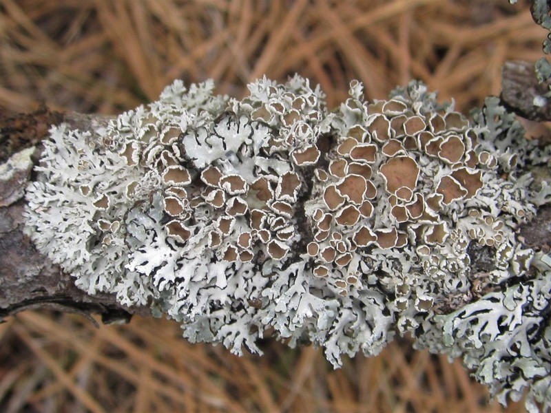 Imshaugia Lichen photo 2