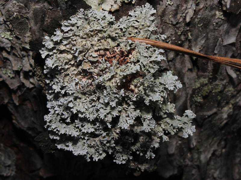 Imshaugia Lichen photo 3