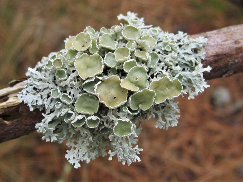 Imshaugia Lichen photo 4